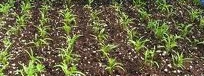 Garden Seedlings