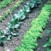 Vegetable Gardening