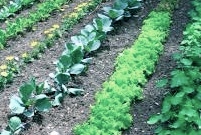 Vegetable Gardening